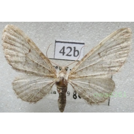 Eupithecia egenaria Herrich-Schäffer, 1848 Czech42b